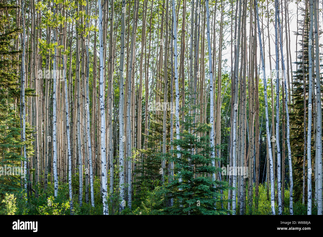 Stand of trees in Alberta's oil sands north of Fort McMurray. Stock Photo