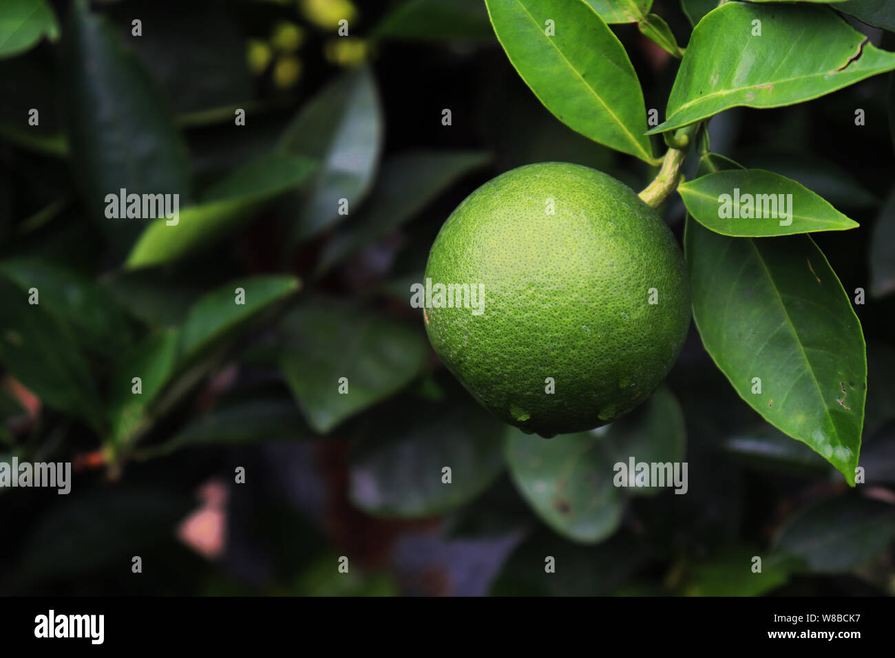 Malta Fruit. Green Malta Fruit on Malta Tree Stock Photo