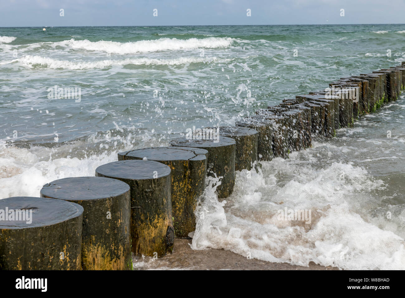 Waves washed around logs on the Baltic coast in the sand as a ...
