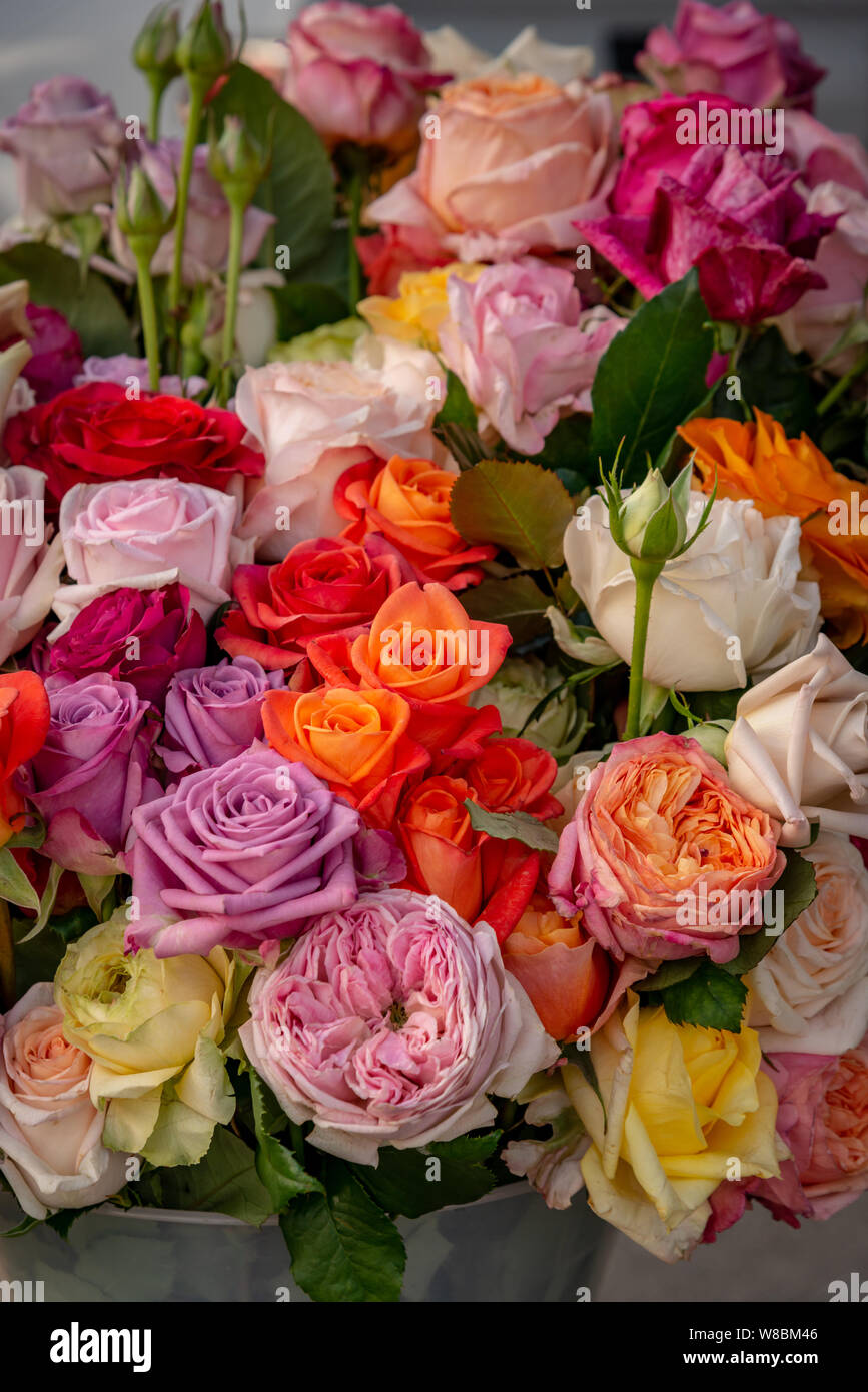 Fresh Cut Roses High Resolution Stock Photography And Images Alamy
