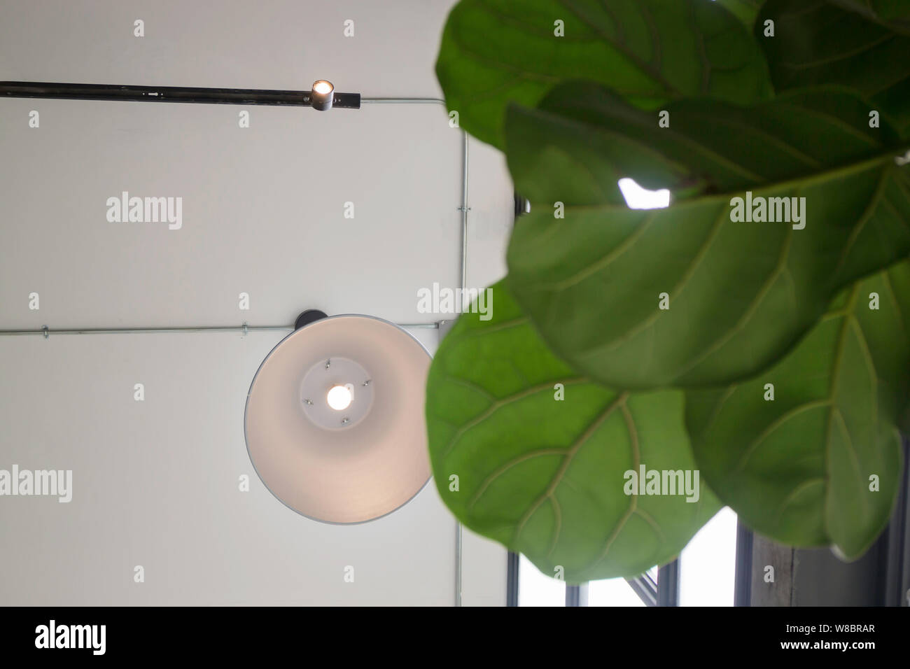 Tropical green tree interior living room, stock photo Stock Photo - Alamy