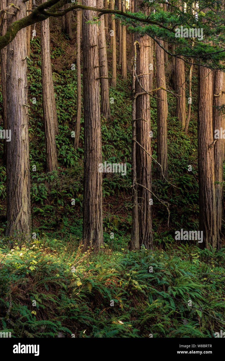 Beautiful redwood trees growing on a hillside in Big Sur, California