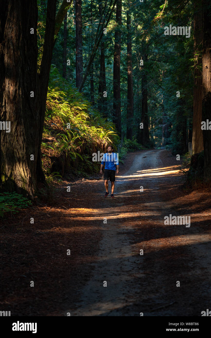 Man walks on a dirt road in Pfeiffer Big Sur State Park looking at the beautiful forest around him. Stock Photo