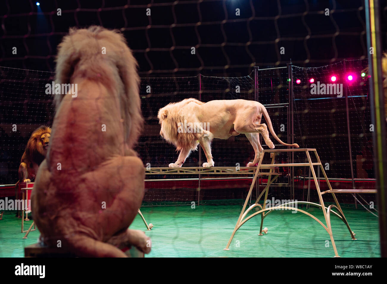 representation of lions in a cage in the circus Stock Photo