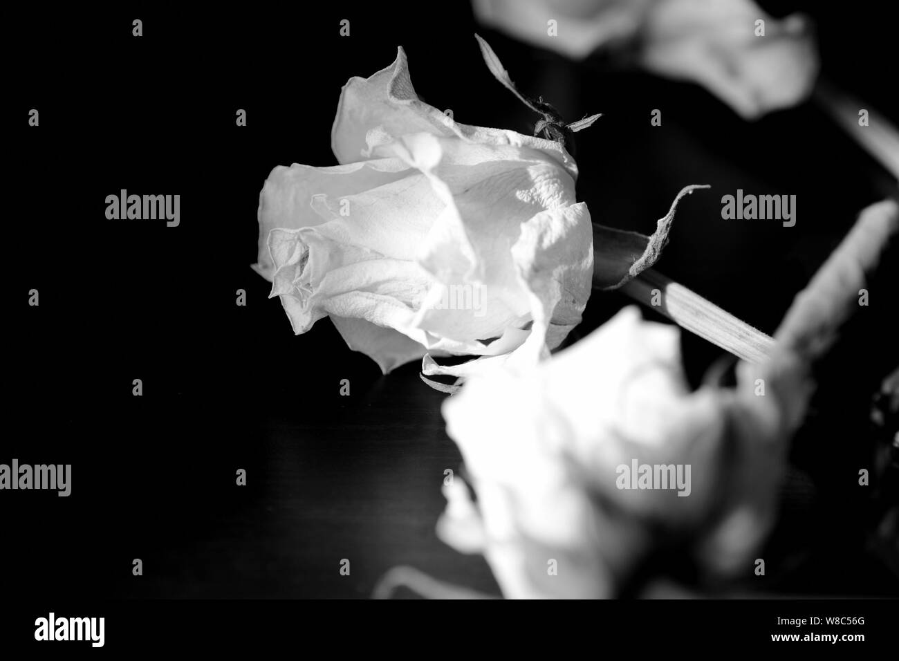 Closeup of a dying rose Black and White Stock Photos & Images - Alamy