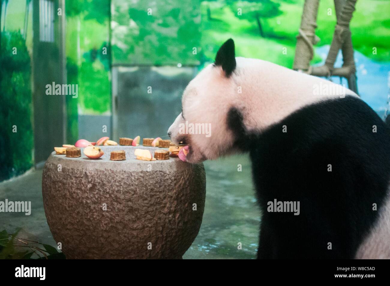 A giant panda eats mooncakeshaped fodder in a zoo in Liuzhou city