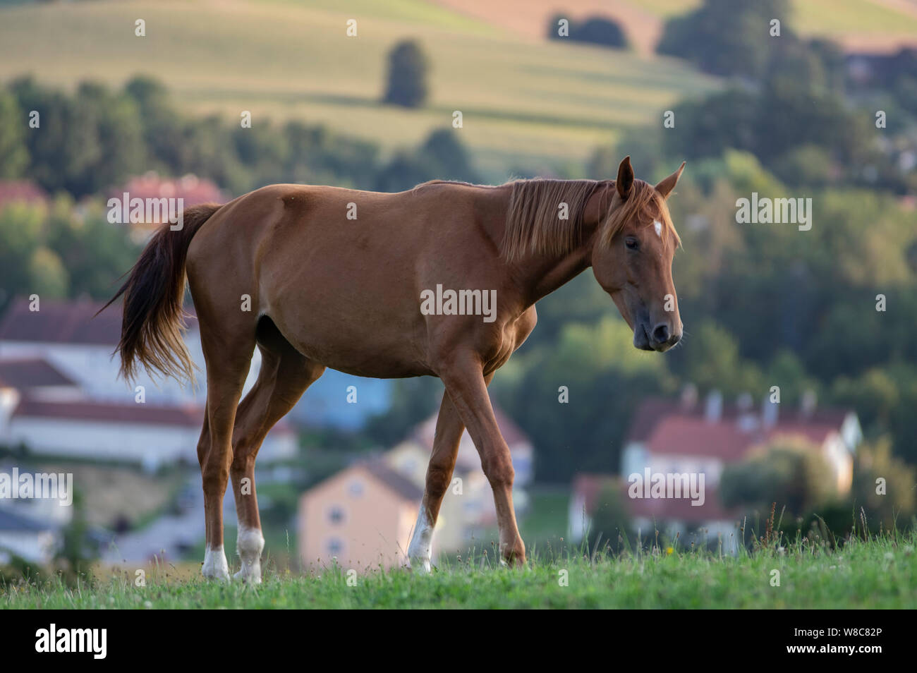 Horses young brown mares  in a pasturage near rotthaluenster in germany Stock Photo