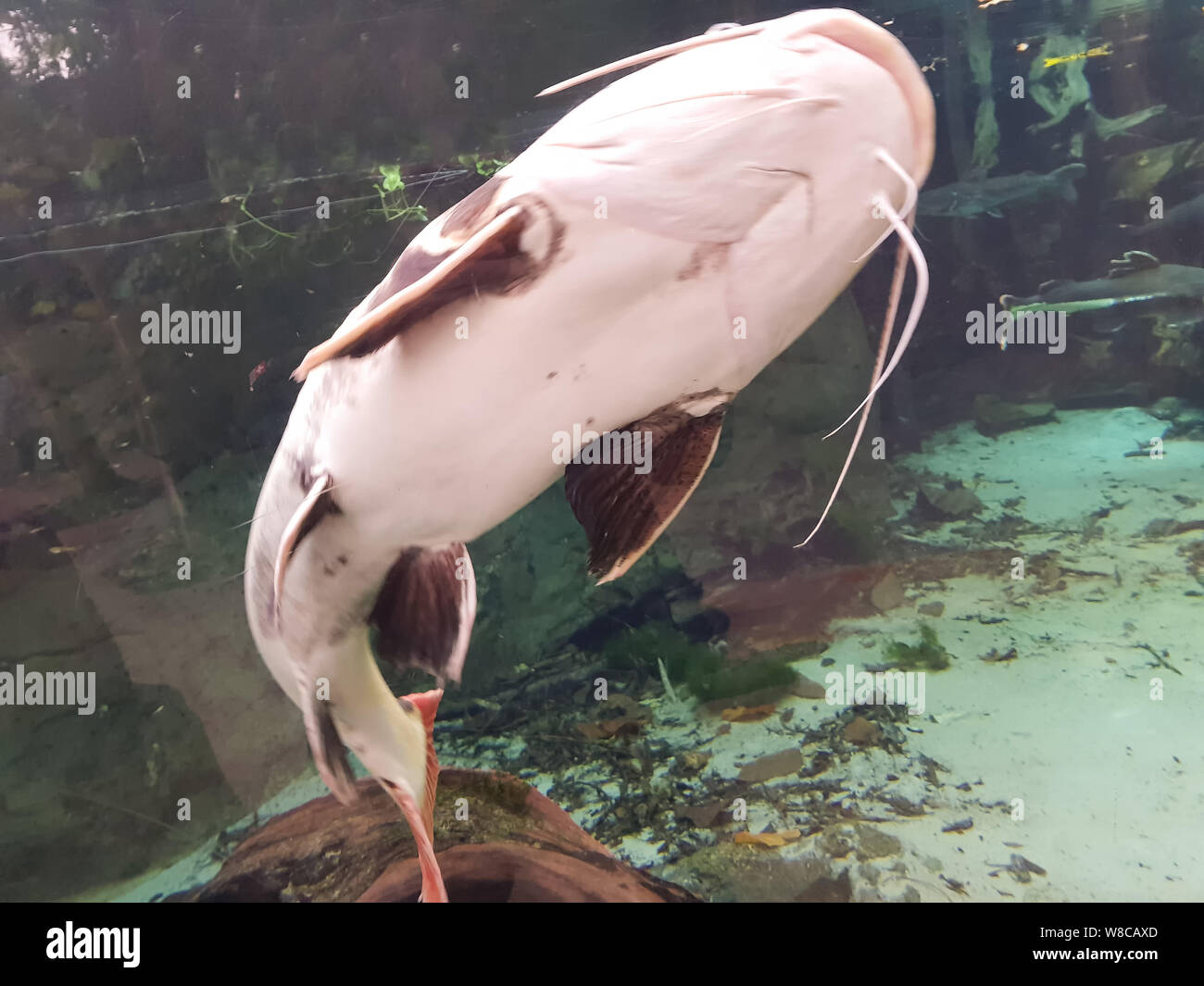 The catfish, catfish (Silurus glanis) underwater Stock Photo