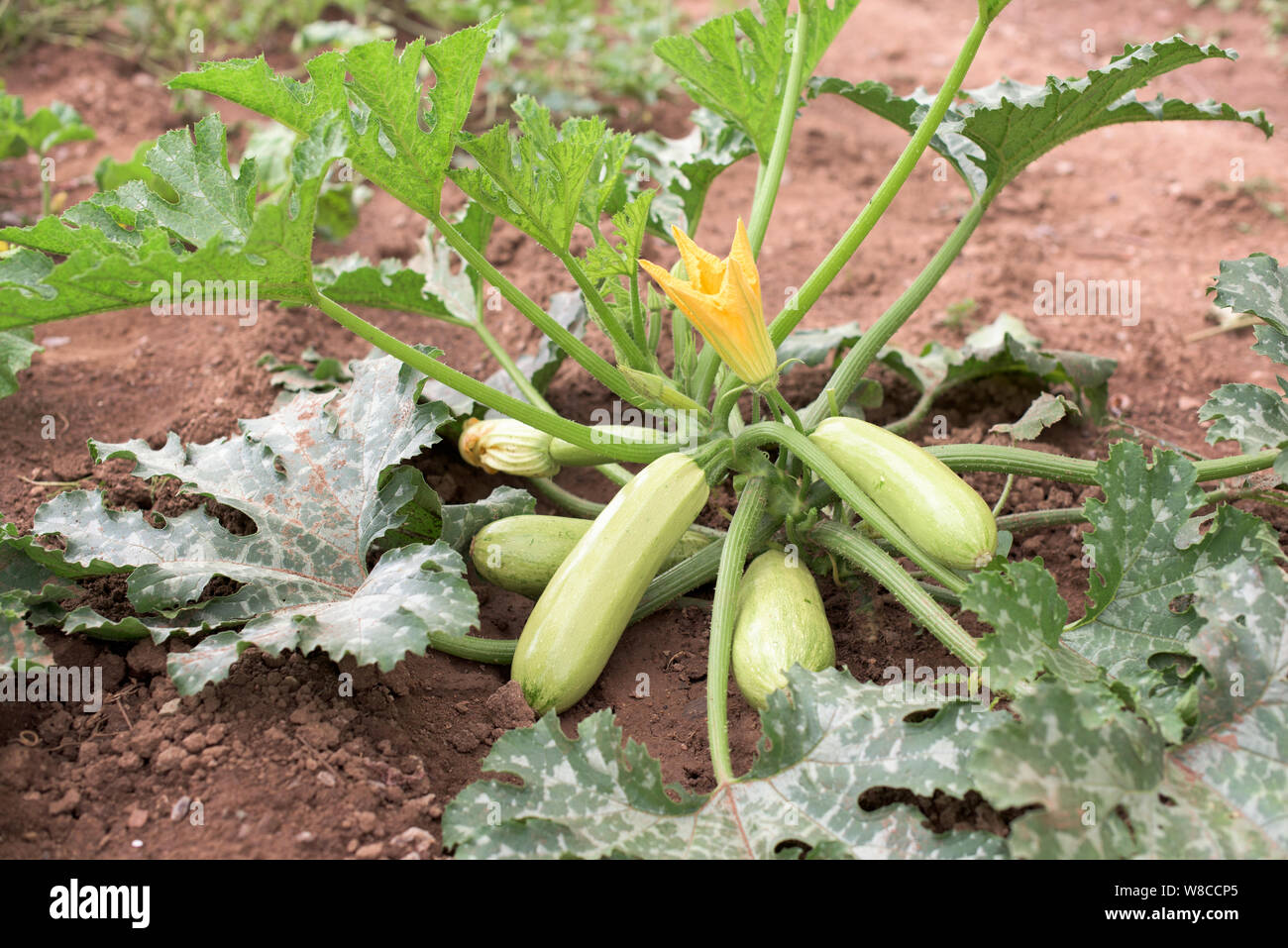 Coseup of a courgette marrow squash plant with fruits growing in a vegetable garden field Stock Photo