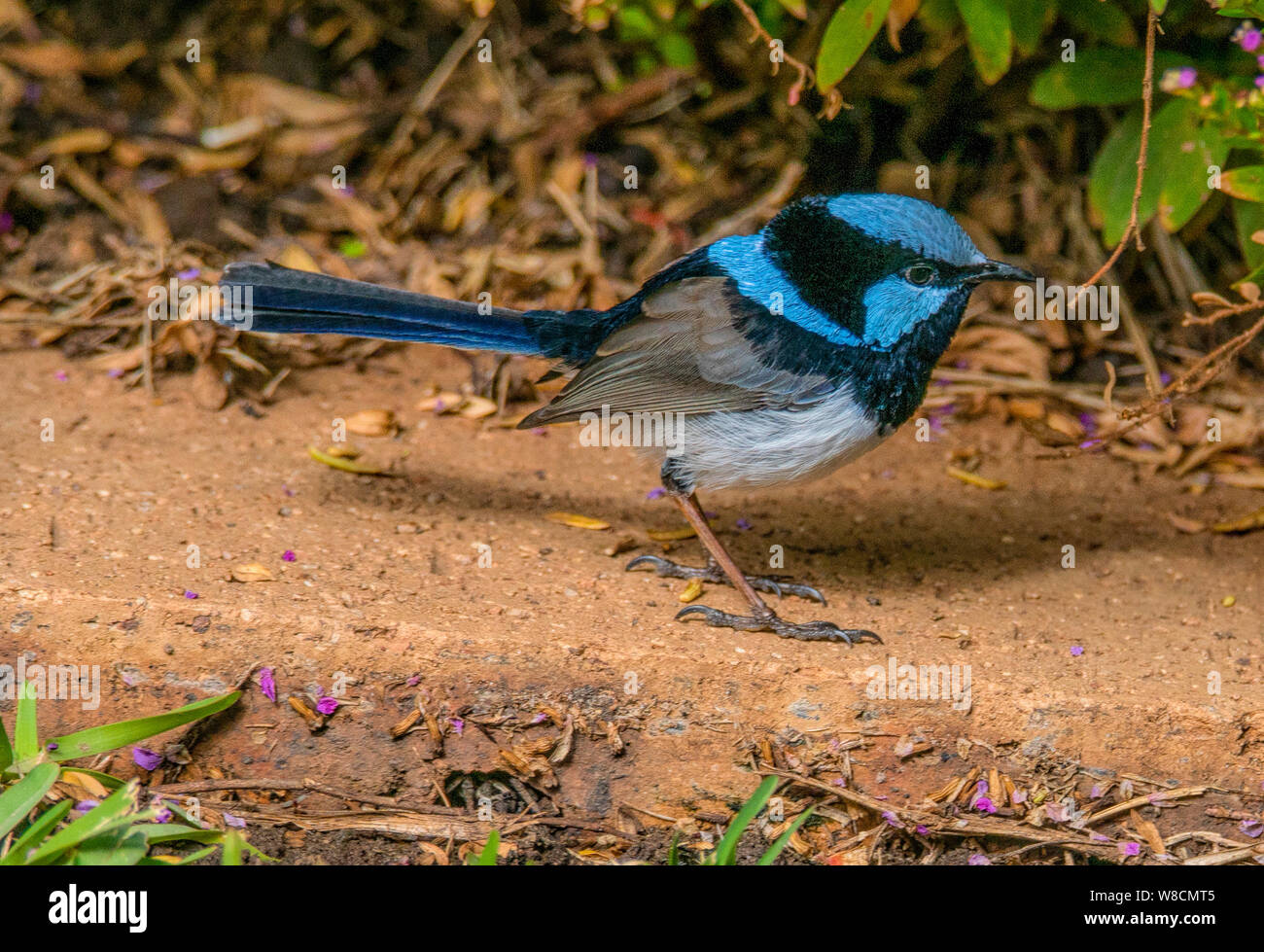 A closeup of a male Superb Fairy Wren on the ground Stock Photo