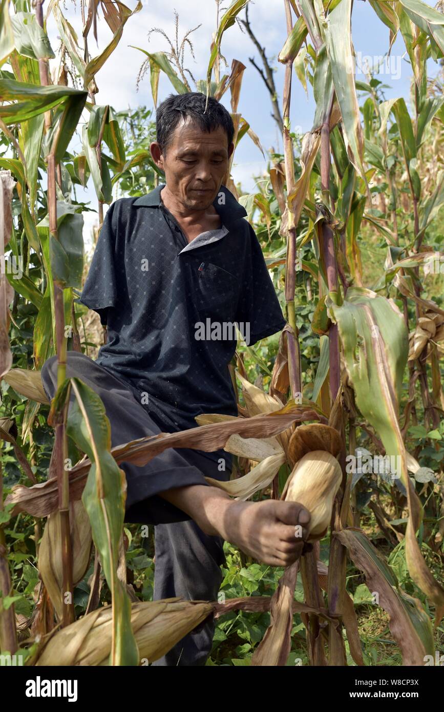 Chen Xingyin, a 48yearold farmer who lost his arms at seven, picks