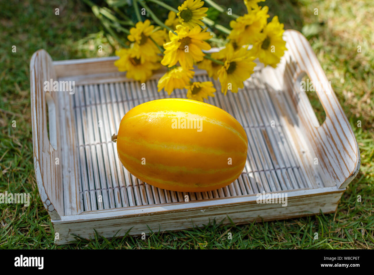 Yellow Oriental melon (Korean melon)  on a white wooden tray. Yellow Chrysanthemum on the background. Stock Photo