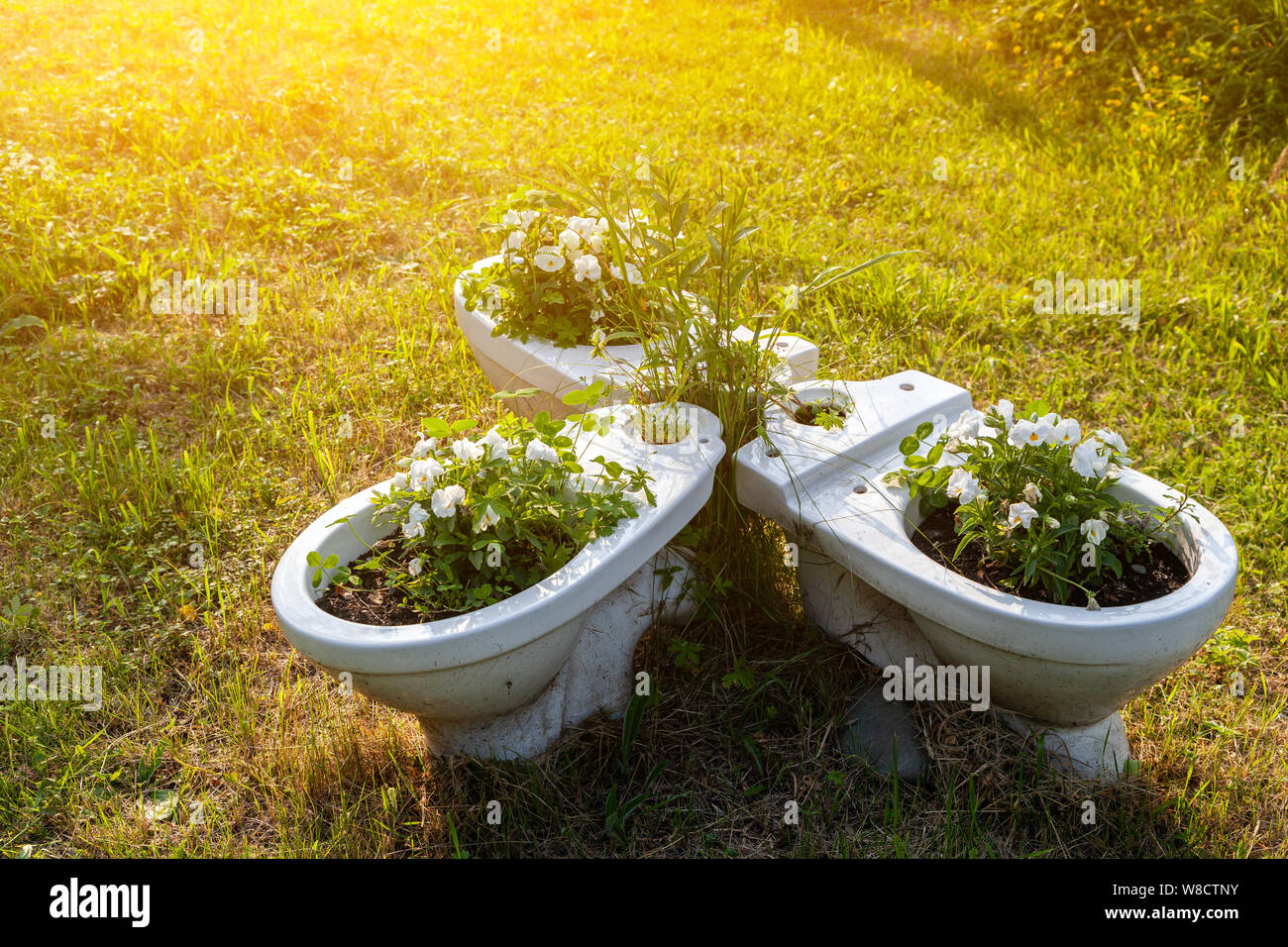 Close-up ofwhite toilets in white flowered petunias like pots and decorations for the garden on a garden stone on a green grass background on a warm s Stock Photo