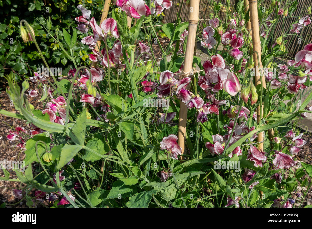 Close up of sweet pea peas (lathyrus odoratus) flower flowers ‘Wiltshire Ripple’ growing up a bamboo garden cane wigwam sticks in a garden England UK Stock Photo