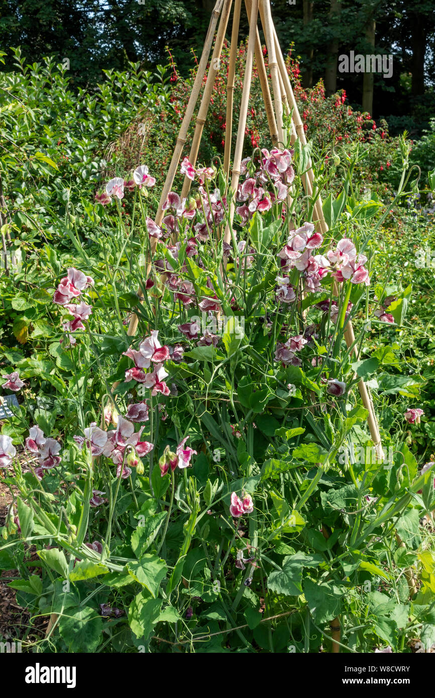 Sweet pea peas lathyrus odoratus flowers ‘Wiltshire Ripple’ growing up a bamboo garden canes wigwam sticks in a garden England UK United Kingdom Stock Photo