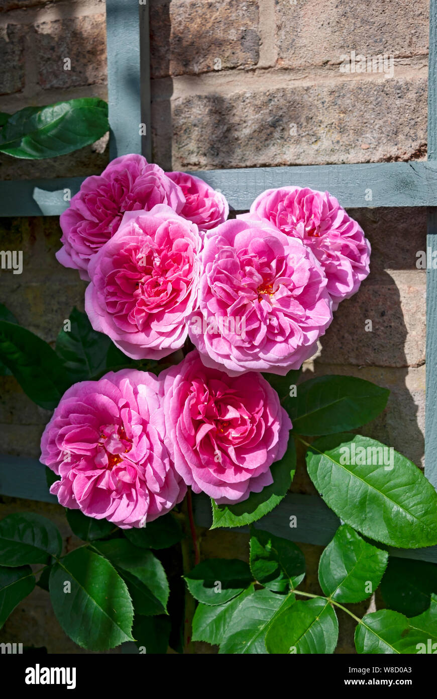 David austin roses trellis hires stock photography and images Alamy