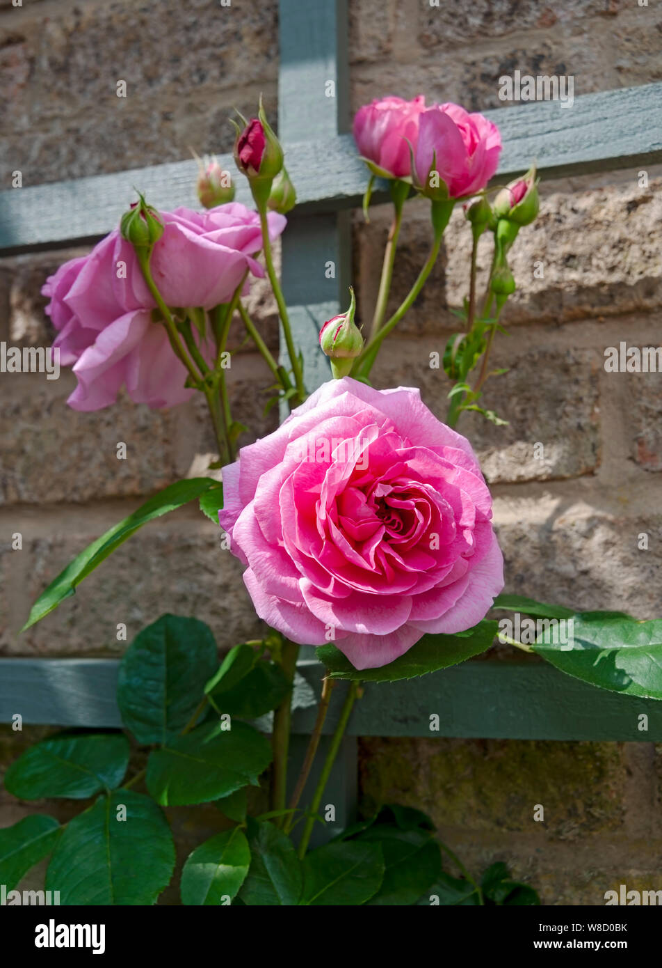 Close up of pink rose roses flower flowers flowering (Gertrude Jekyll