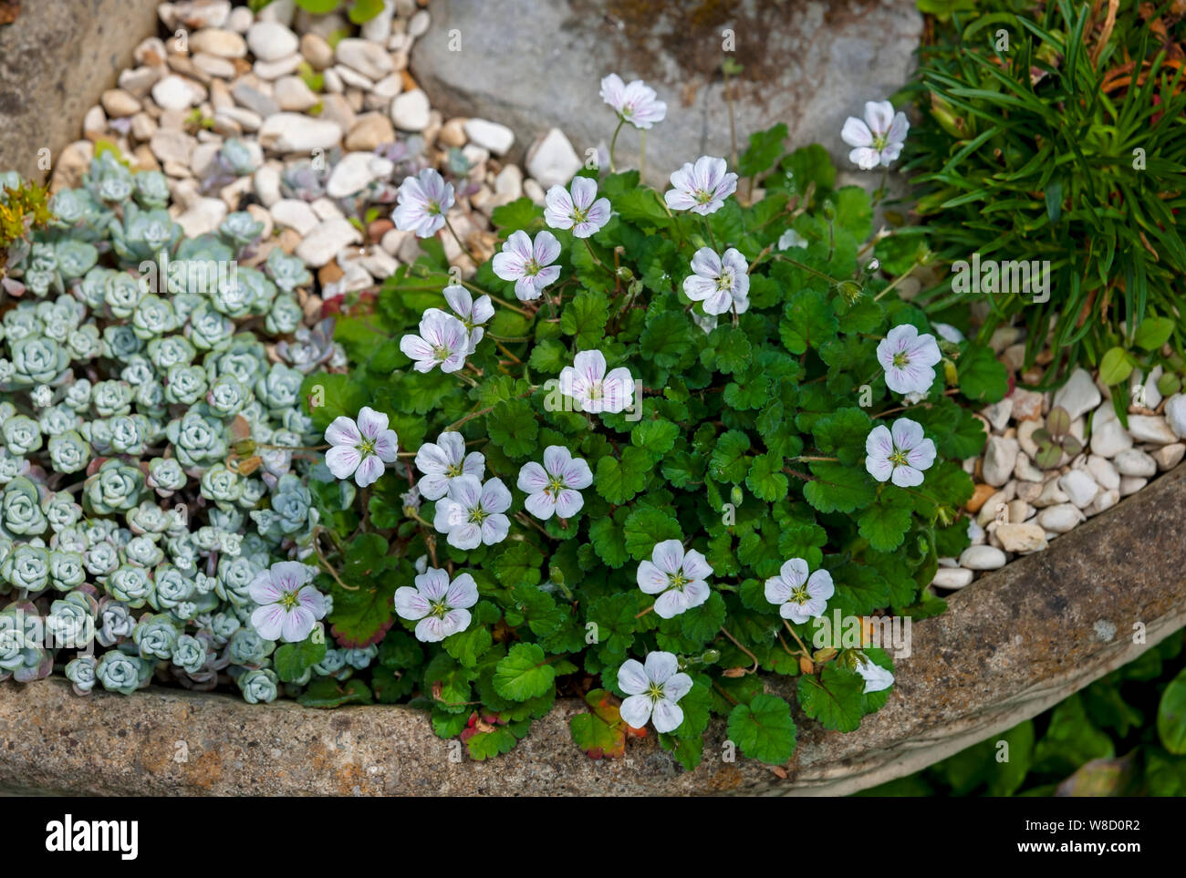Close up of White Stork's Bill Erodium flower flowers growing in a rockery plant garden England UK United Kingdom GB Great Britain Stock Photo