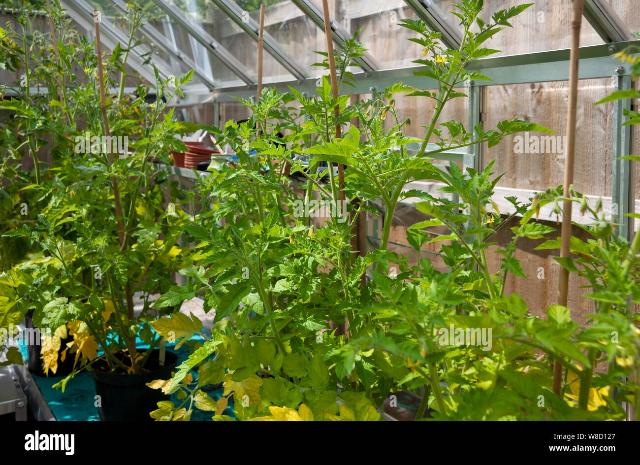 Gardeners delight tomato plants flowering growing in the greenhouse in