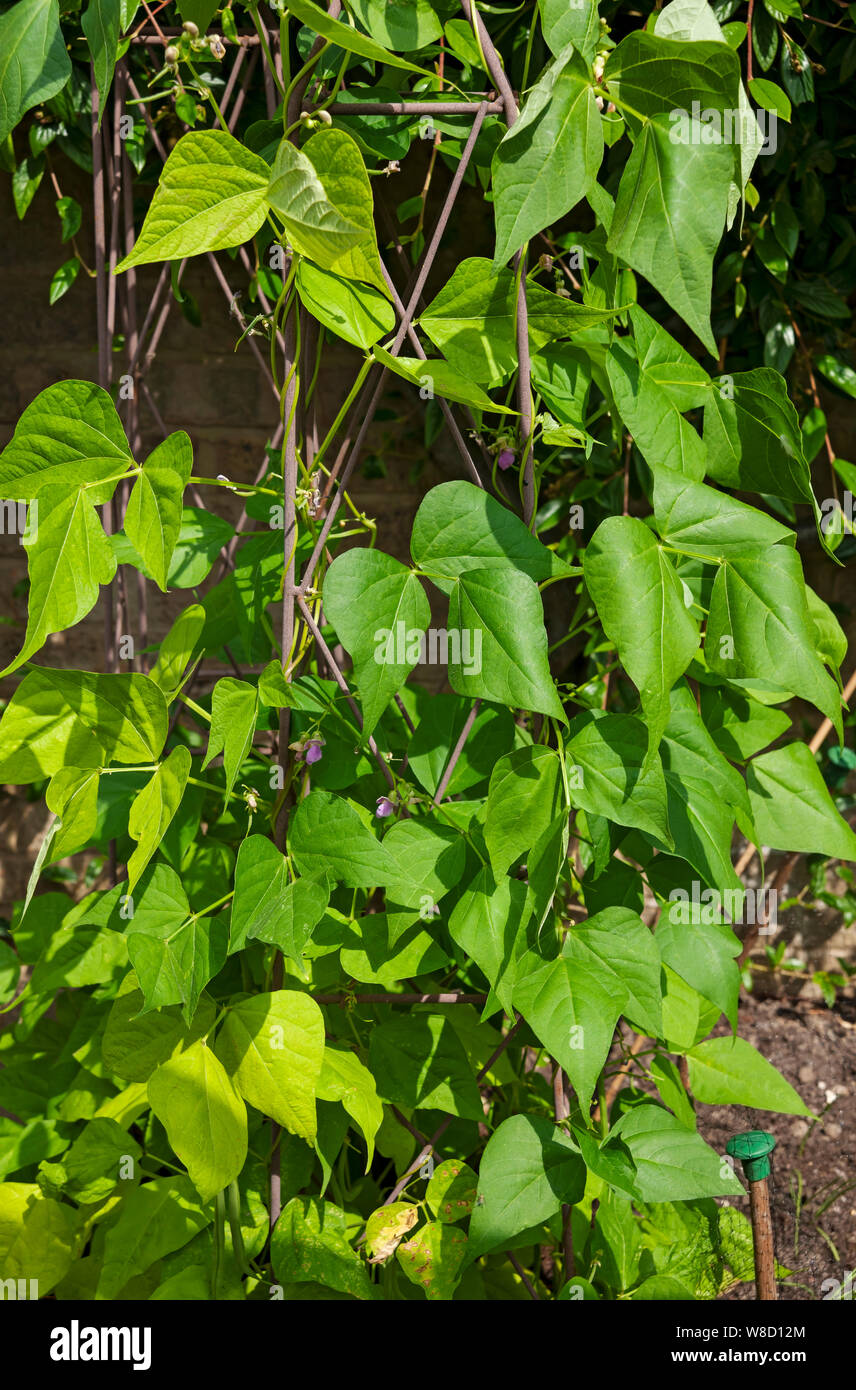 Close up of climbing green runner bean beans growing up a plant support in summer England UK United Kingdom GB Great Britain Stock Photo
