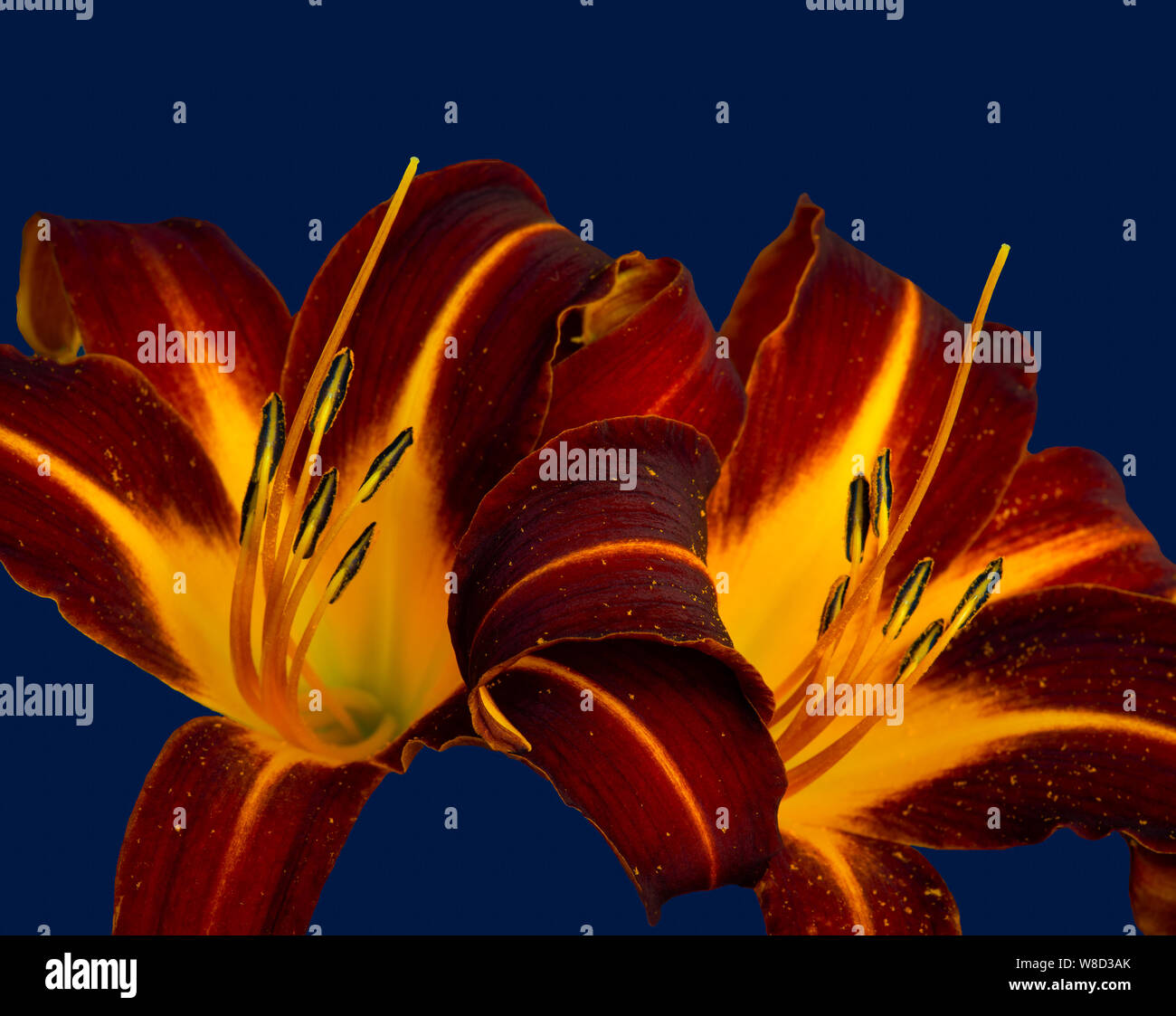 Daylily macro of a pair of yellow red shining blossoms,blue background