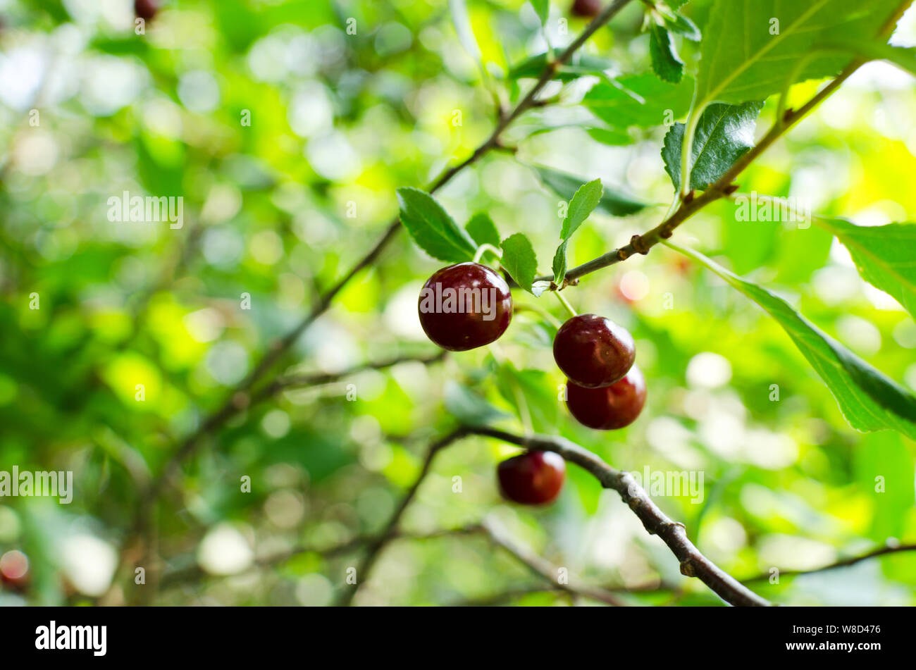 Ripe cherry berries hi-res stock photography and images - Alamy