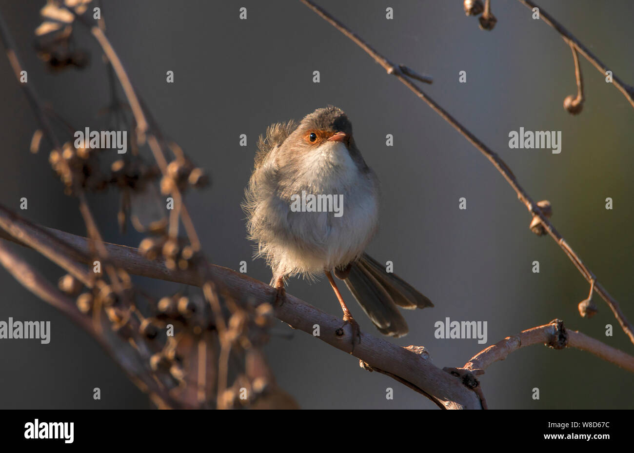 Closeup of a female Superb Fairy Wren perched on a small branch Stock Photo