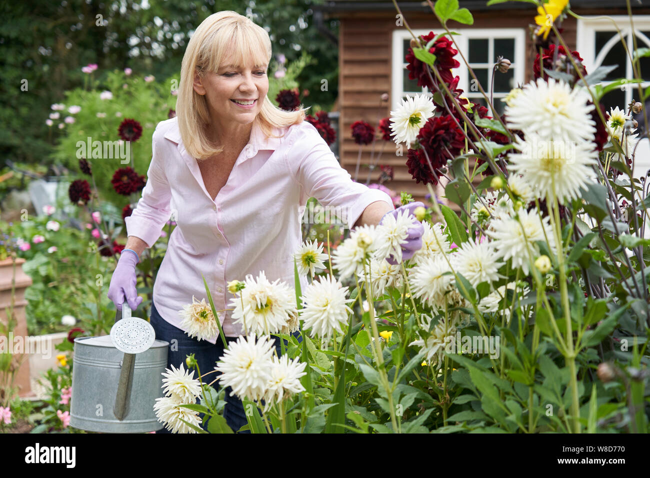 Mature Woman Watering Dahlia Flowers In Garden At Home Stock Photo