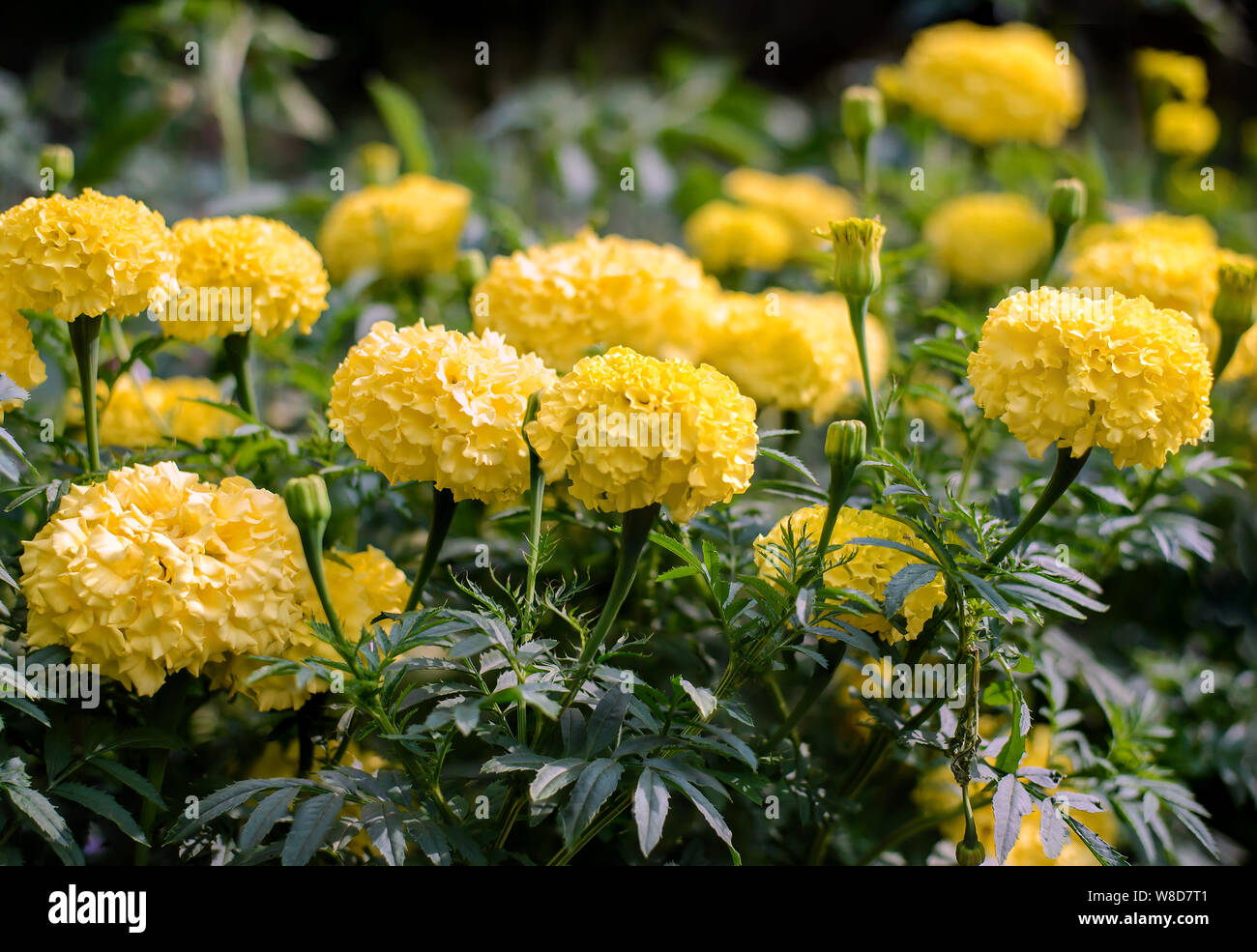 Flower bed with beautiful yellow marigolds in summer garden in sunlight Stock Photo