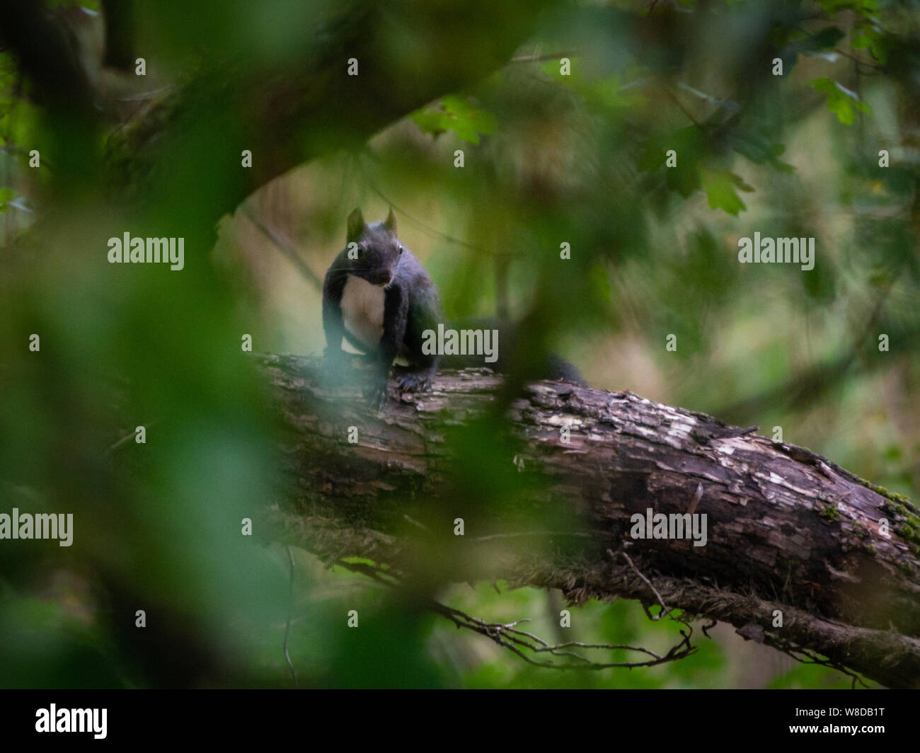 Animals found over a year in the italian regional natural reserve Tevere Farfa Stock Photo