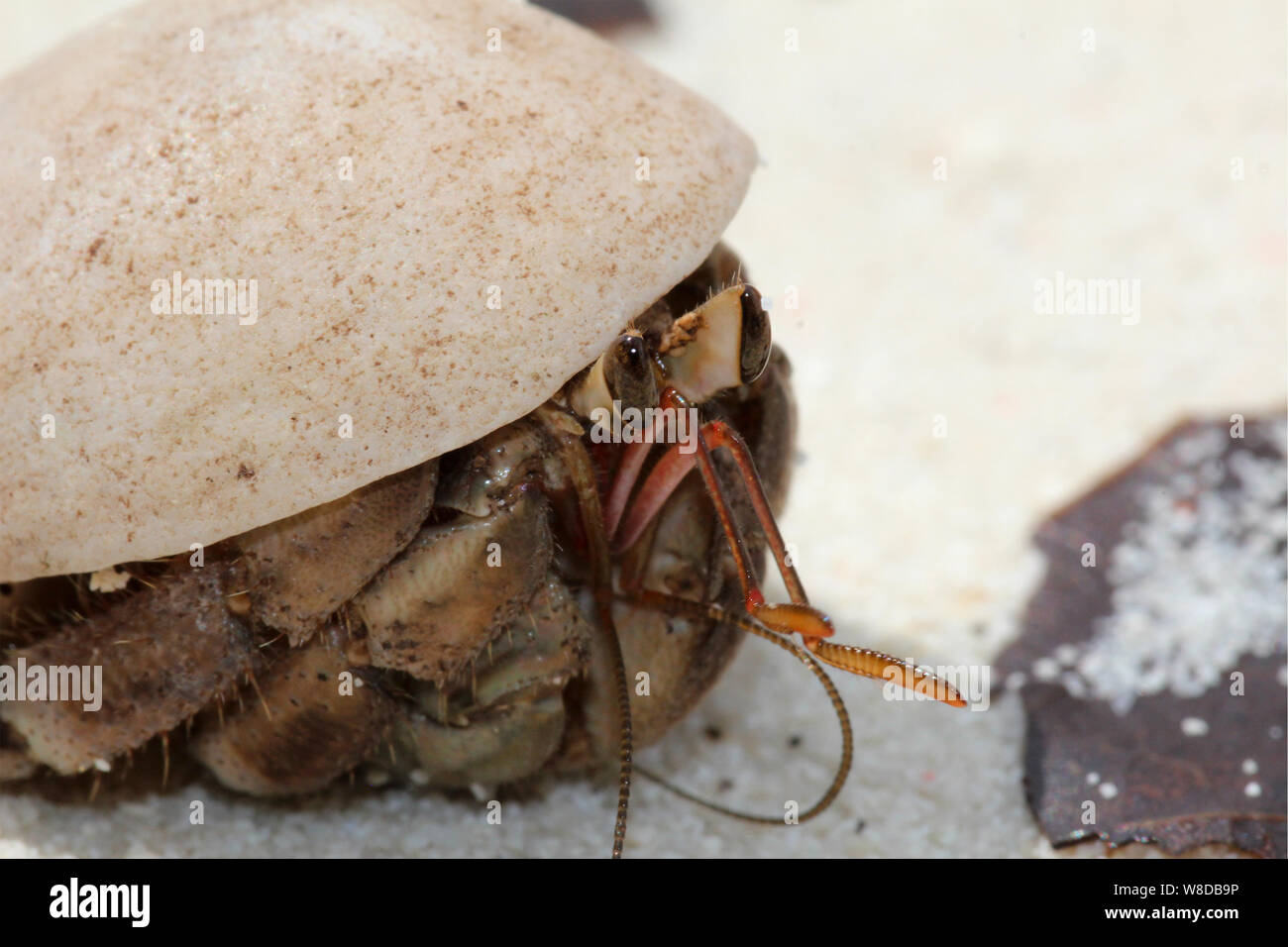 Penang Beaches High Resolution Stock Photography And Images Alamy