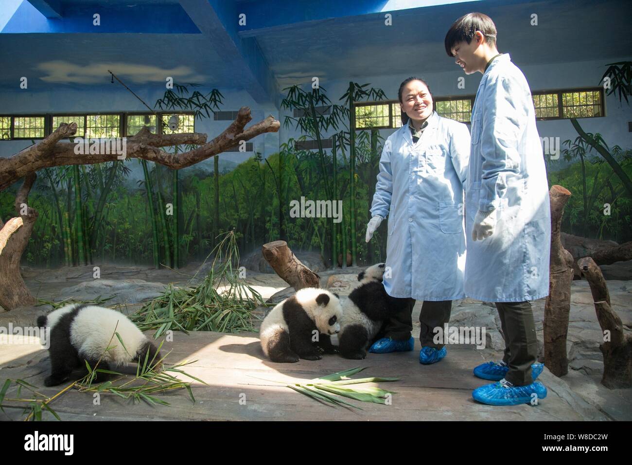 Chinese singer Li Yuchun, right, looks at the giant panda triplets