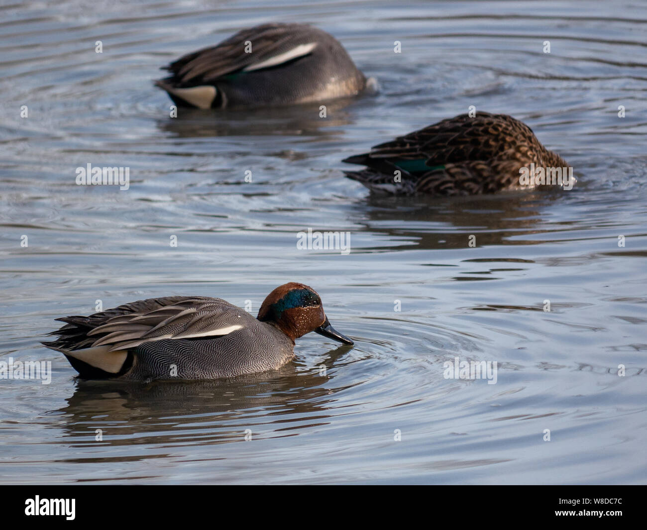 Animals found over a year in the italian regional natural reserve Tevere Farfa Stock Photo