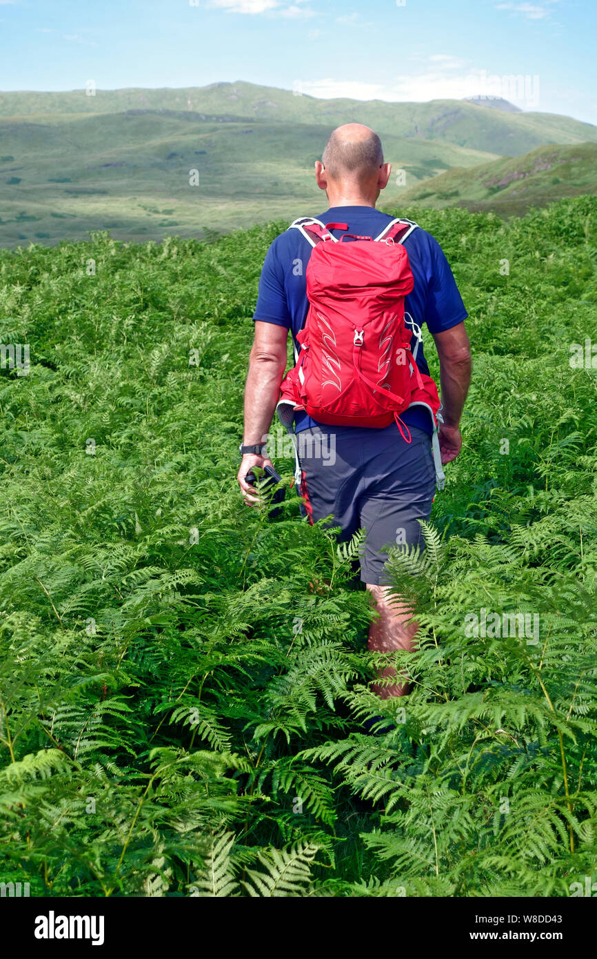 Man walking through ferns hi-res stock photography and images - Alamy