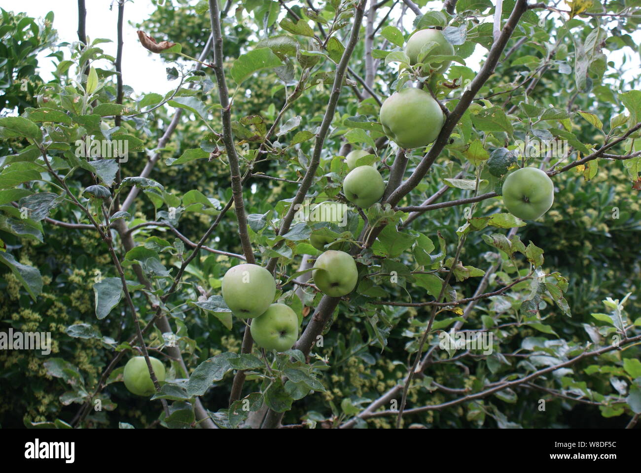 Home grown Braeburn apples growing on a tree branch Stock Photo Alamy