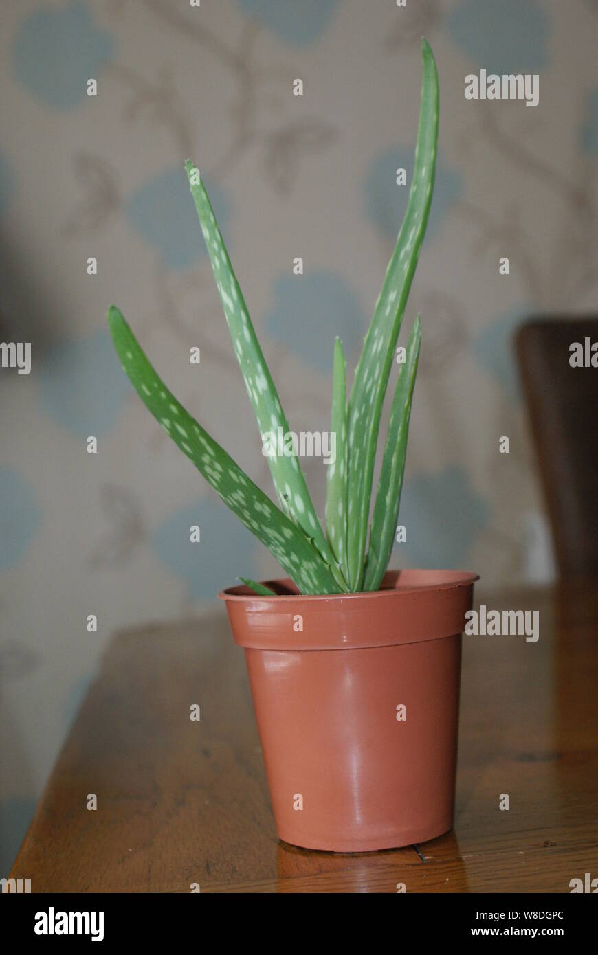 Baby aloe vera plant in a brown plastic pot sitting on a table Stock Photo