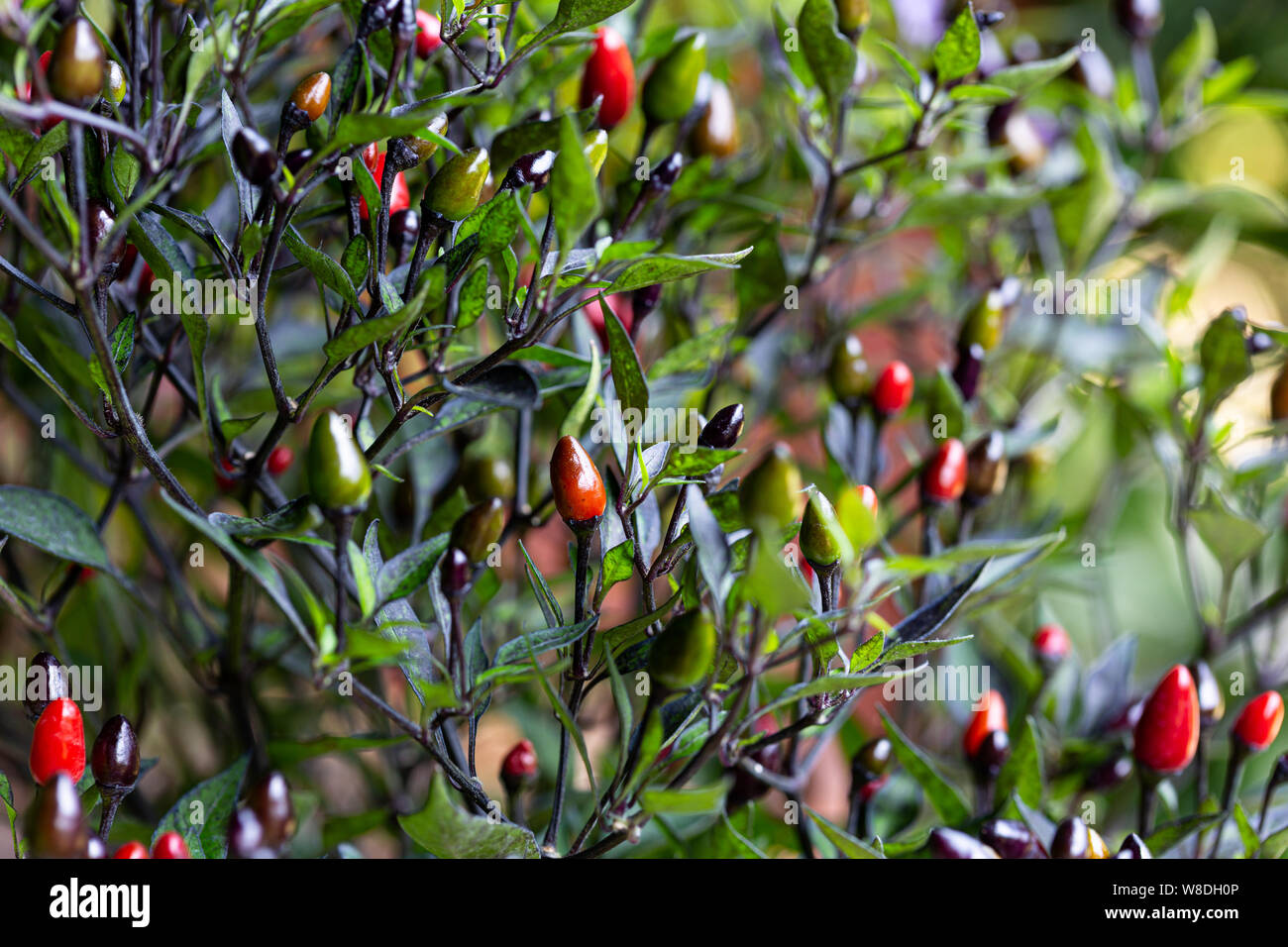 Black Pepper Plant High Resolution Stock Photography and Images Alamy