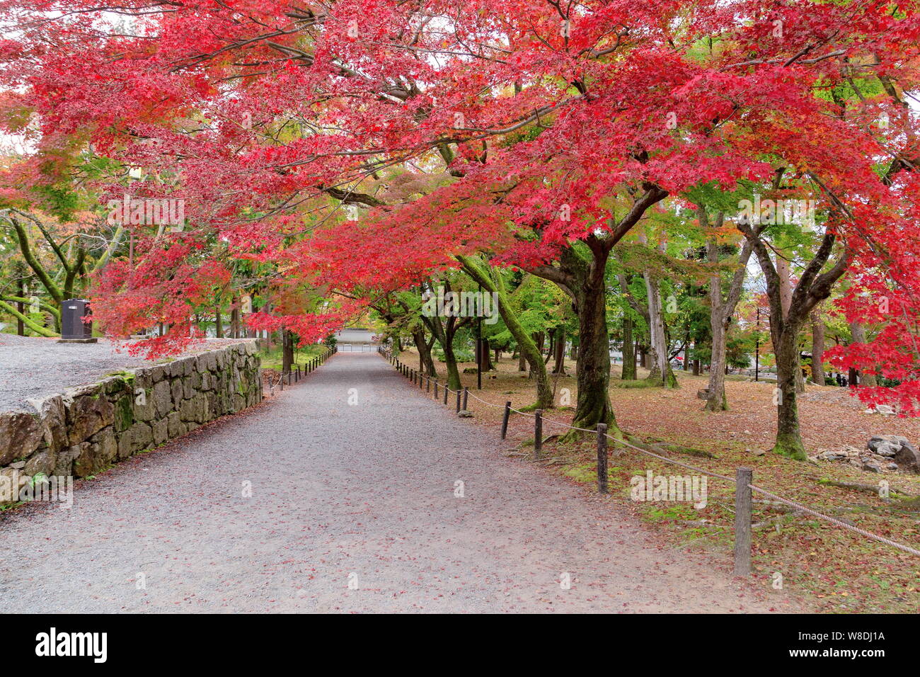 Autumn colorful red maple leaf of Japanese garden from under the maple ...