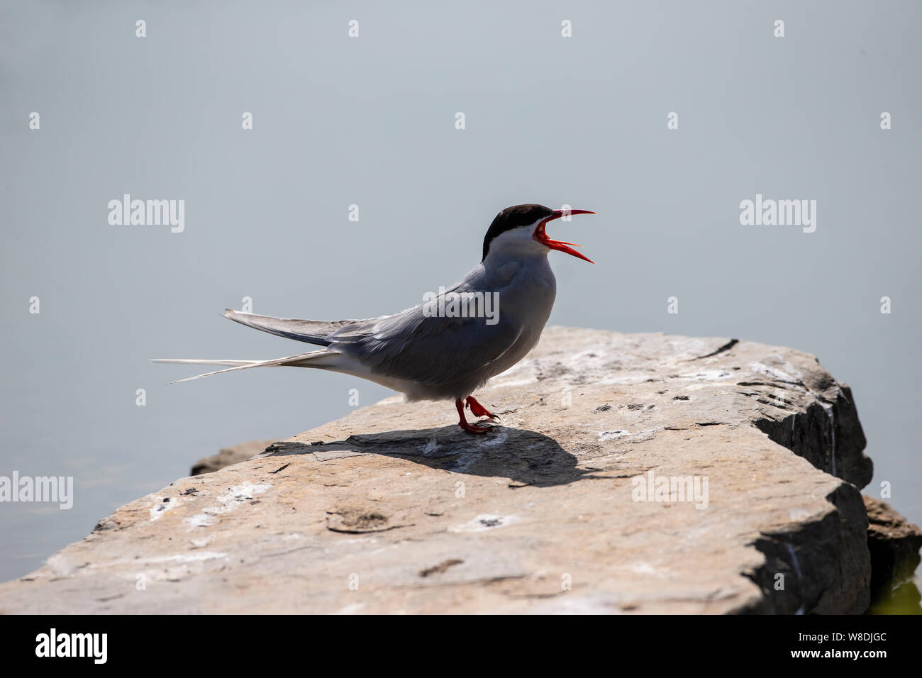 Arctic Tern Sterna paradisaea perching on a rock and calling with open red bill, in Caithness, Scotland Stock Photo