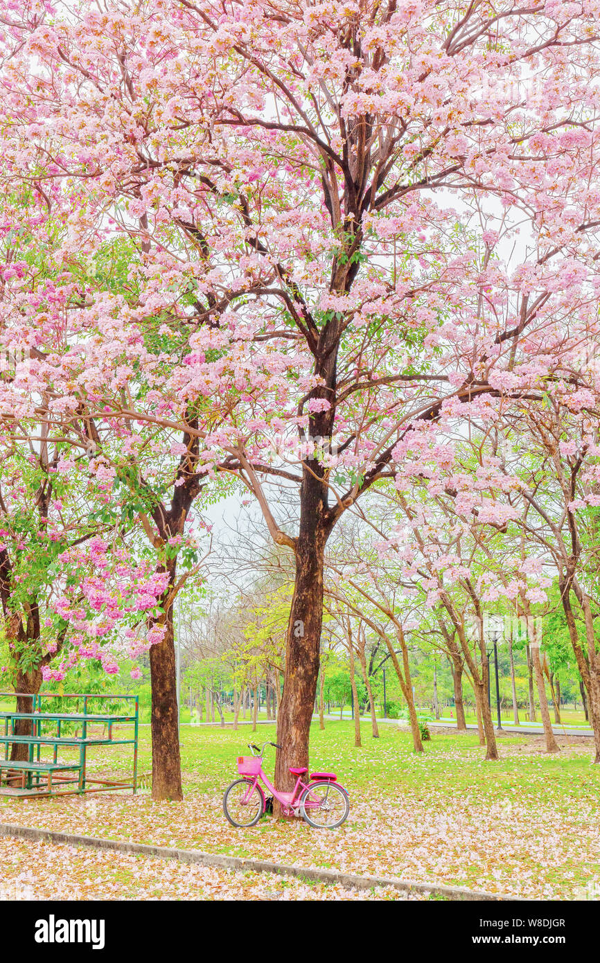 Tabebuia rosea is a Pink Flower in the public park. Pink trumpet tree, Pink poui, Pink tecoma, Rosy trumpet tree, Basant rani. Stock Photo