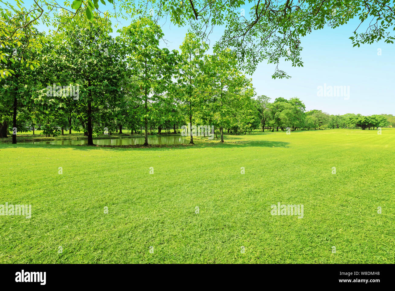 Green tree and green grass in public park with light blue sky Stock ...
