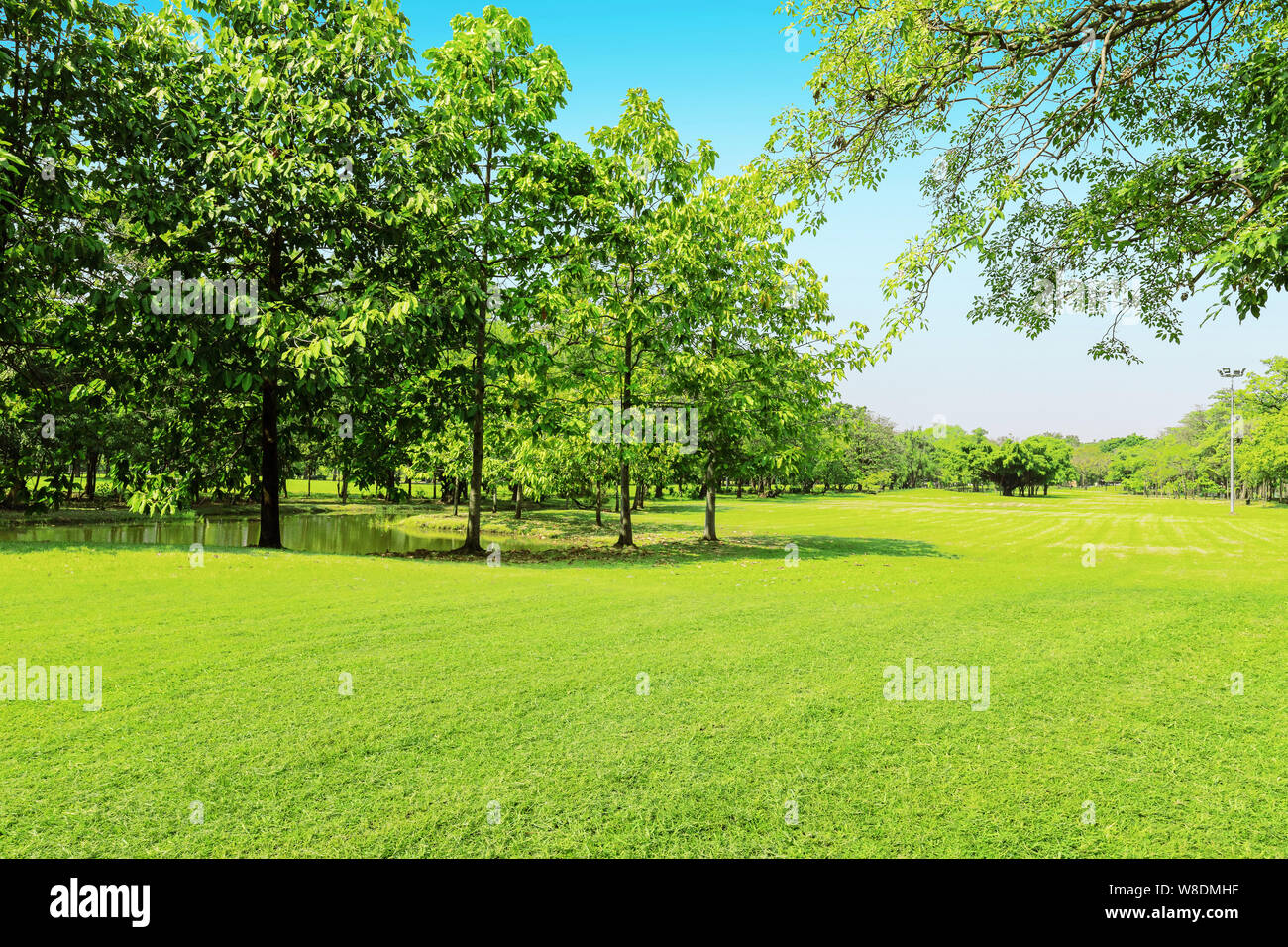 Green tree and green grass in public park with light blue sky Stock ...