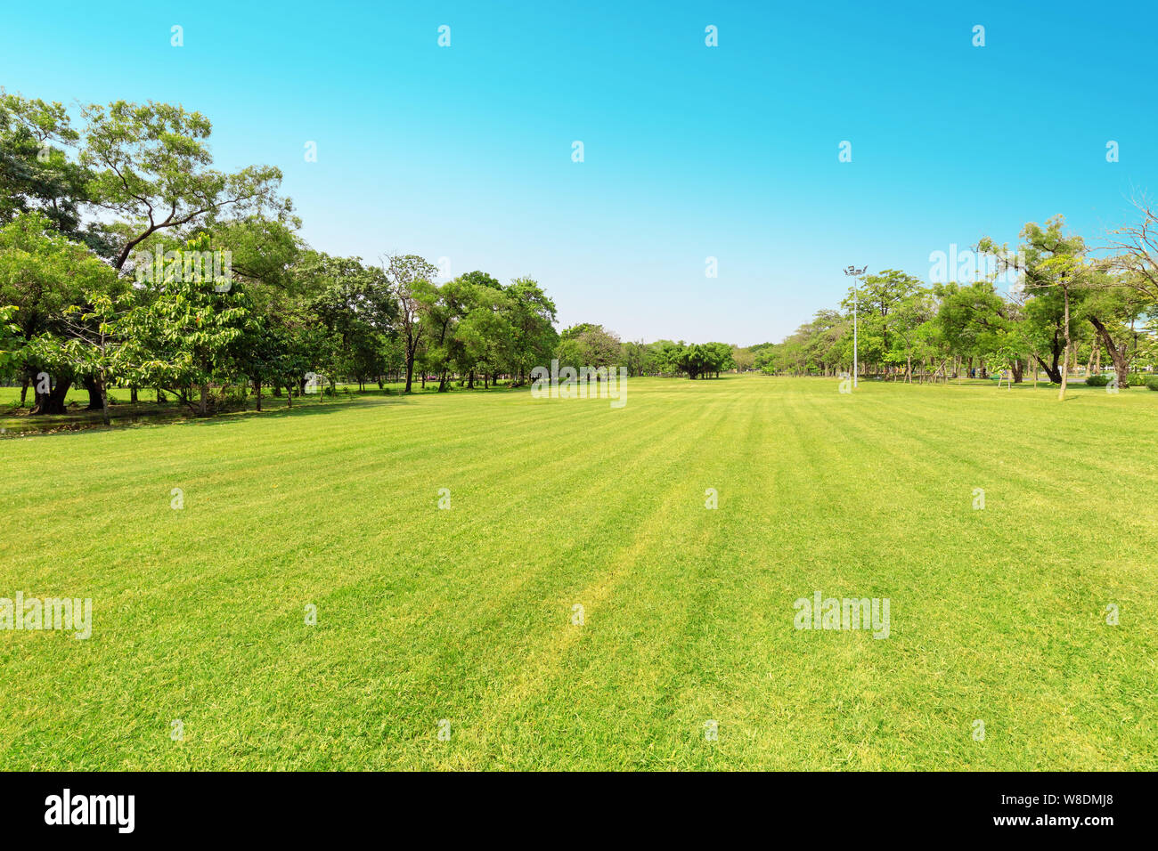 Green tree and green grass in public park with light blue sky Stock ...