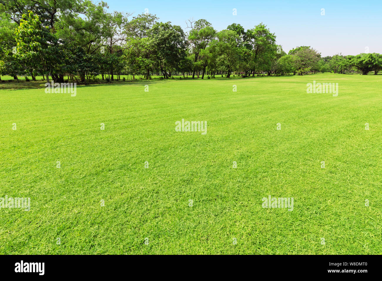 Green tree and green grass in public park with light blue sky Stock ...