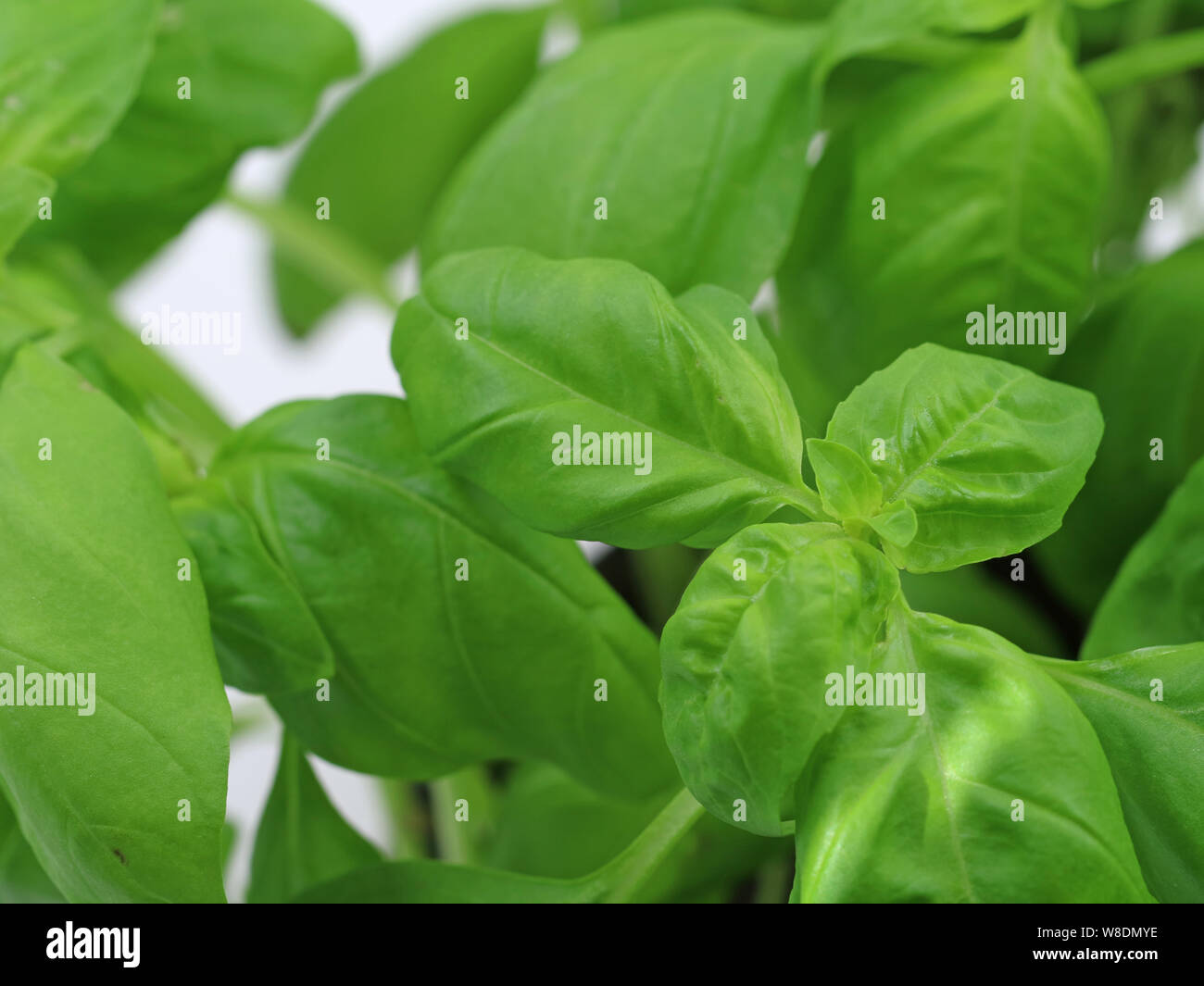 Fresh green Basil Leaves close up background Stock Photo