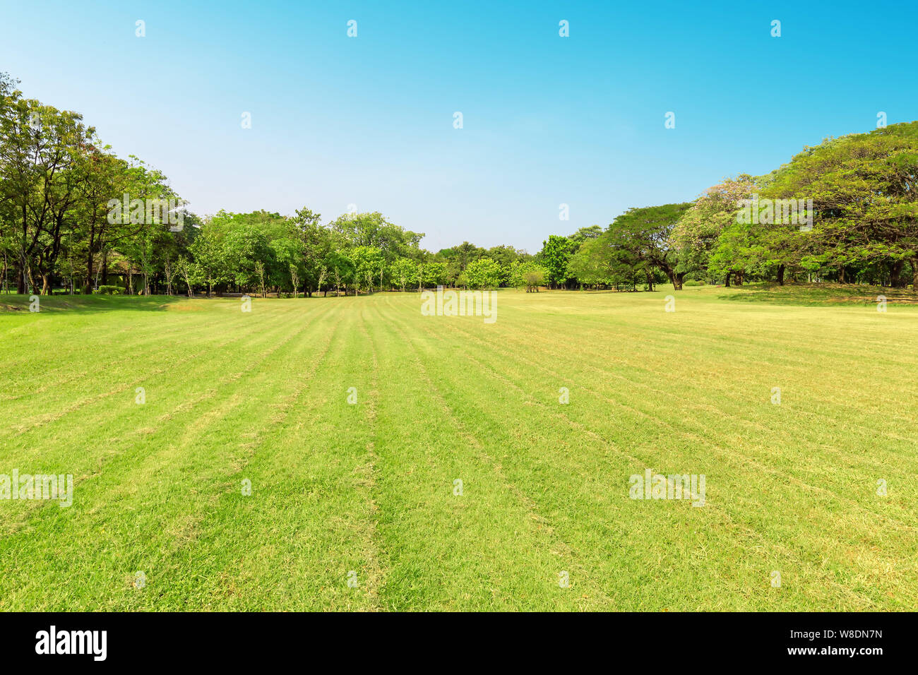 Green tree and green grass in public park with light blue sky Stock ...