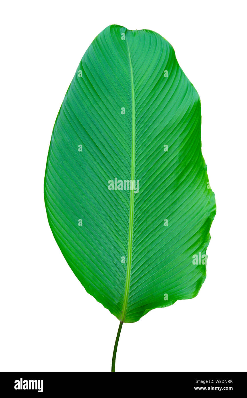 Banana leaves isolates green leaves white background Stock Photo Alamy