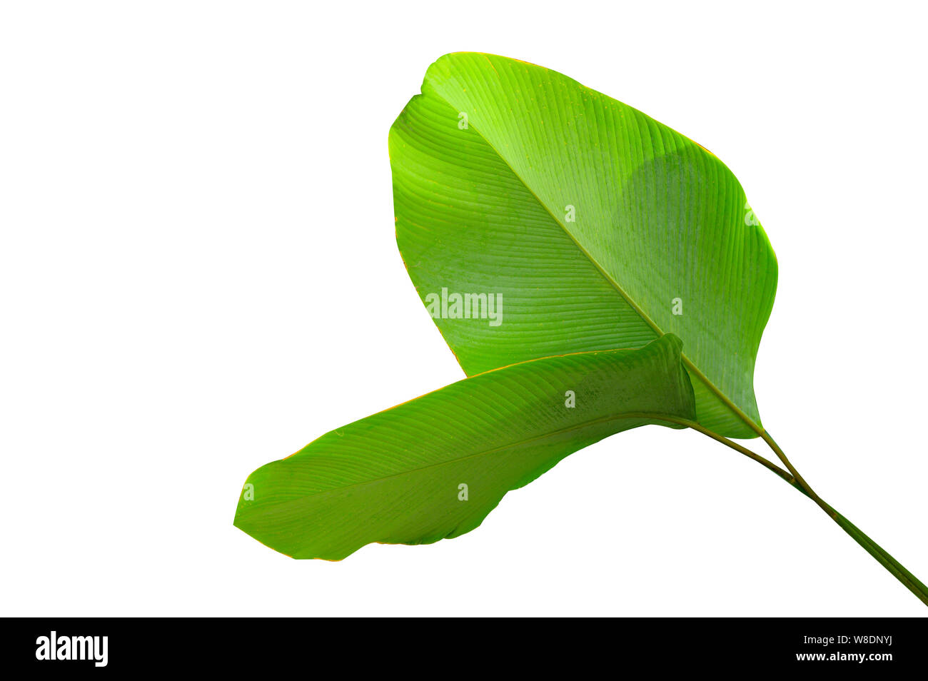 Banana leaves isolates green leaves white background Stock Photo Alamy