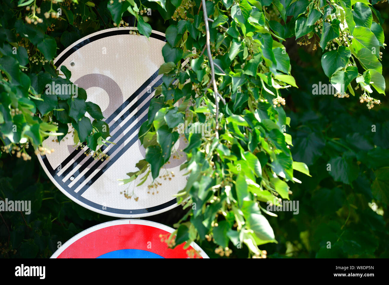 Leipzig, Germany. 26th June, 2019. A traffic sign partially covered by leaves stands at the street in Leipzig. Credit: Volkmar Heinz/dpa-Zentralbild/ZB/dpa/Alamy Live News Stock Photo