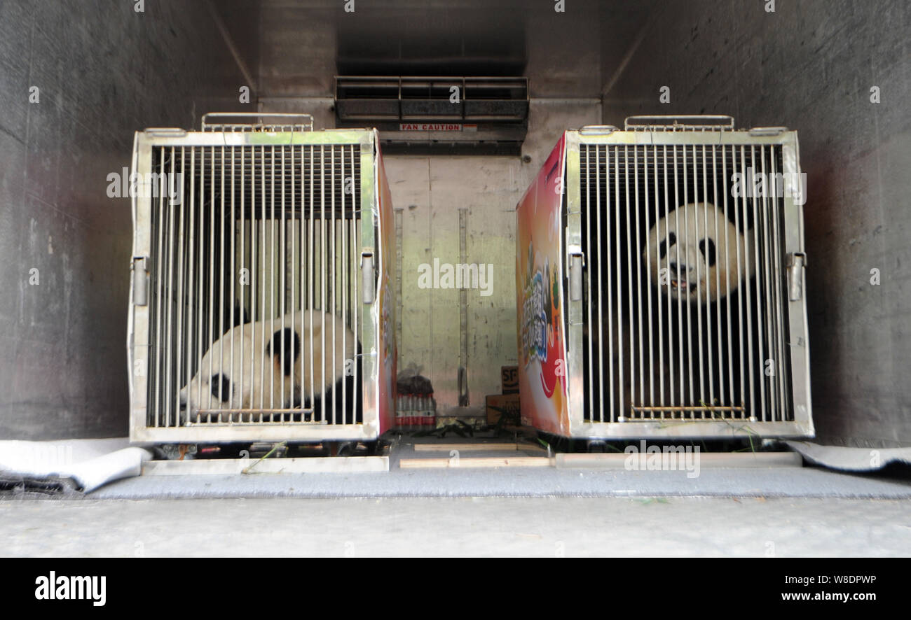 The panda pair sent to Macao as gifts is caged on a van at the Chengdu ...